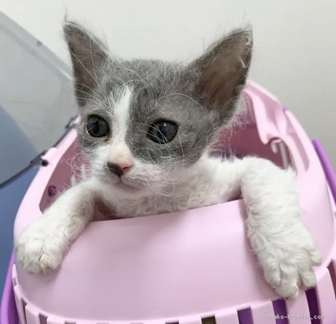 M.P 様のお迎えした子猫