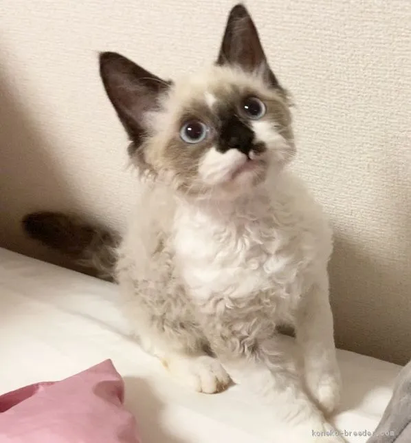のびたくん 様のお迎えした子猫