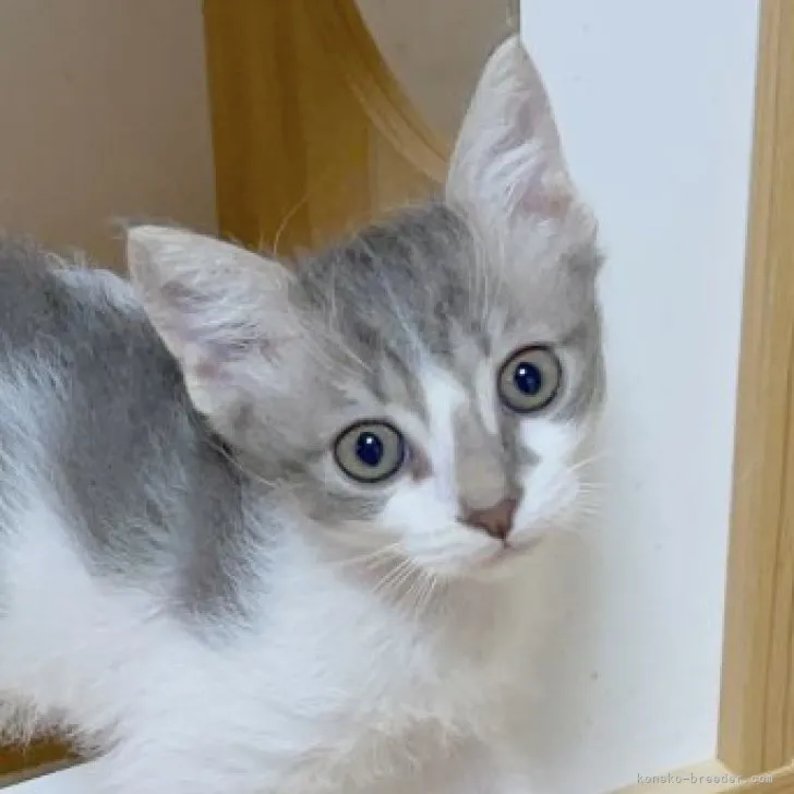 ID:2304-00502の子猫