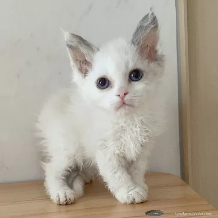 ID:2405-00824の子猫