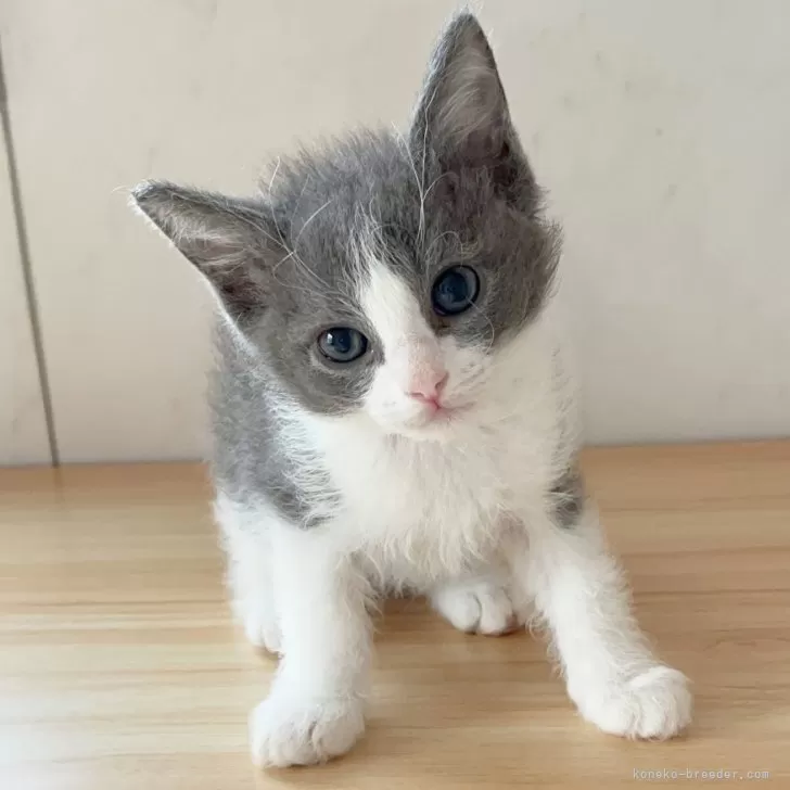 ID:2405-00823の子猫