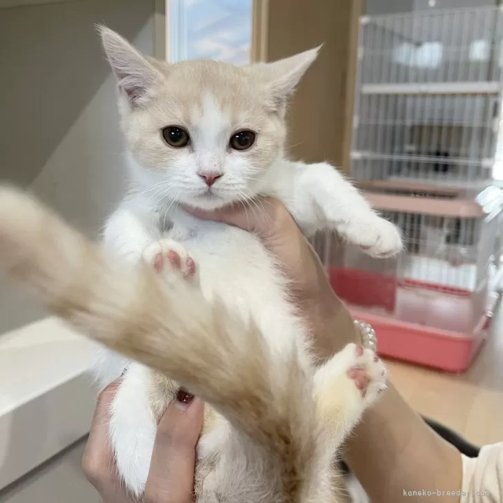 ID:2410-02085の子猫