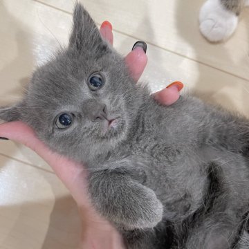 マンチカン(長足)【埼玉県・男の子・2024年8月30日・ブルー】の写真「27日迄の記載❣️オンライン見学受付中❣️」