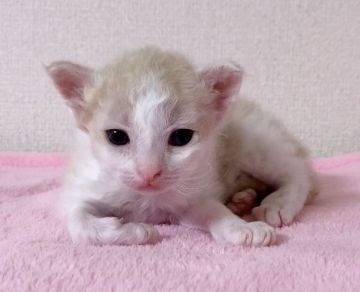 ラパーマ【埼玉県・男の子・2020年1月1日・クリーム&ホワイト（巻き毛ロング）】の写真「綺麗なカラー💞パパ猫グランドCH🏆」