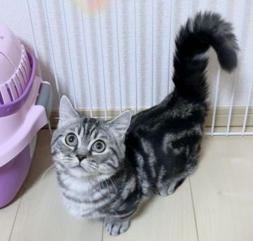 ミヌエット【埼玉県・男の子・2019年9月5日・シルバータビー】の写真「極短足🐱パパ猫はグランドCH🏆」