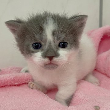 ブルー系のマンチカンの子猫を探す｜ブリーダー直販の子猫販売