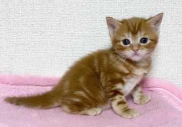 マンチカン(長足)【埼玉県・男の子・2021年5月1日・レッドタビー（ショート）】の写真「パパ猫グランドチャンピオン🏆✨レッドの可愛い子❤」