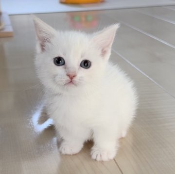 マンチカン(短足)【埼玉県・女の子・2024年1月4日・クリームタビーポイントホワイト】の写真「オンライン見学受付中❣️」