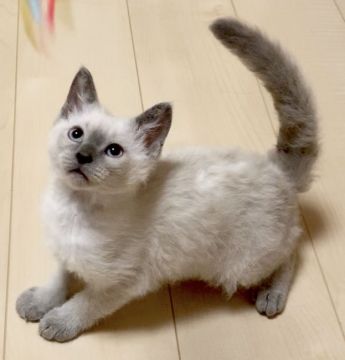 ラパーマ【埼玉県・男の子・2019年4月6日・ブルーポイント（巻毛ロング）】の写真「七夕セール✨パパ猫はグランドCH🏆✨」