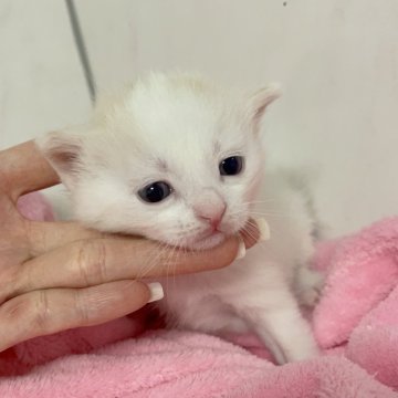 マンチカン(長足)【埼玉県・男の子・2024年2月5日・クリームタビーホワイト】の写真「オンライン見学受付中❣️」