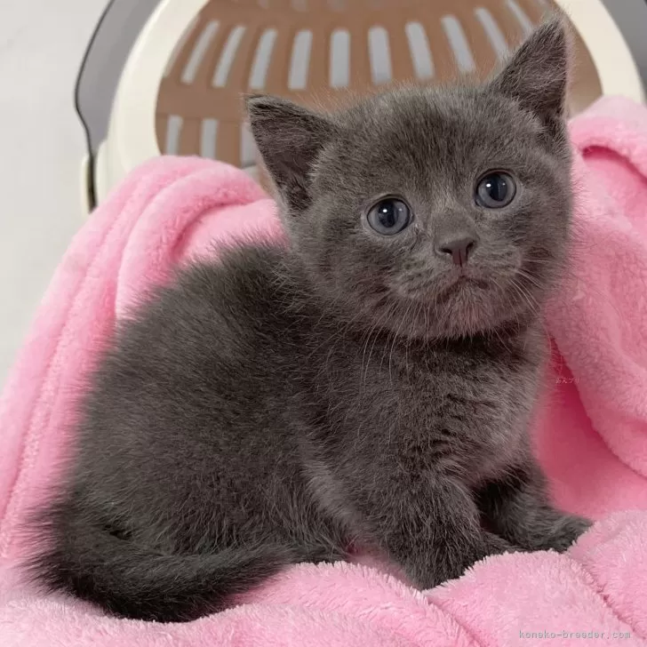 ID:2504-01251の子猫