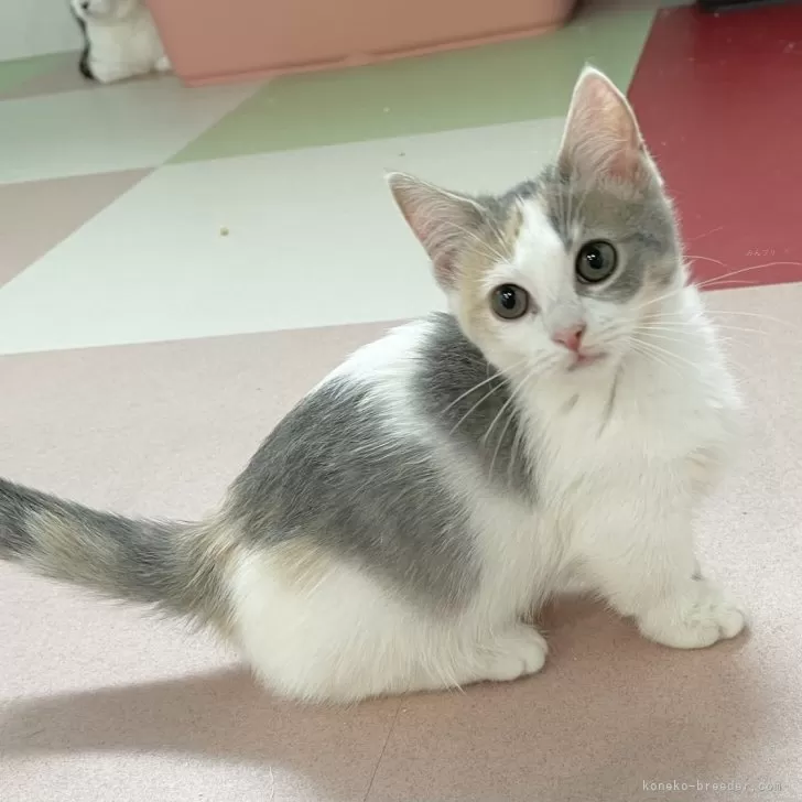 A.S 様のお迎えした子猫