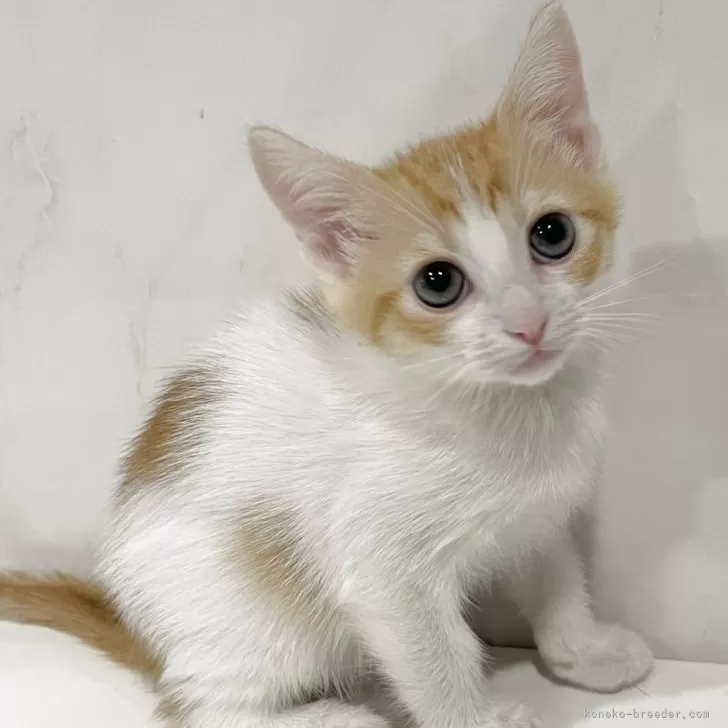 Y.H 様のお迎えした子猫