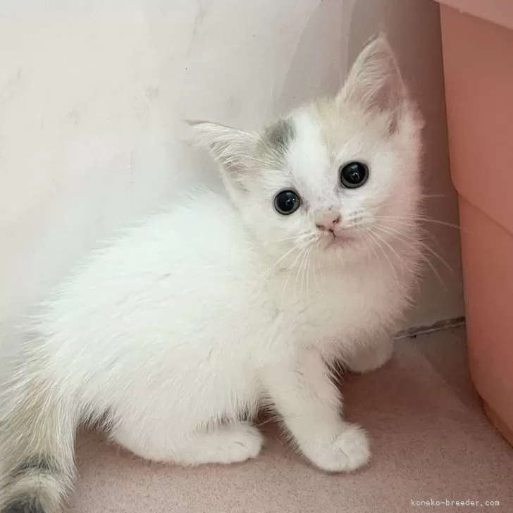 H.K 様のお迎えした子猫