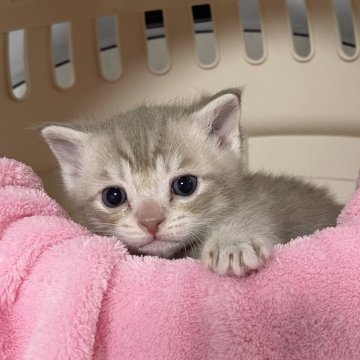 マンチカン(短足)【埼玉県・男の子・2025年2月6日・ライラックタビー】の写真「カード決済OK❣️オンライン見学受付中❣️」