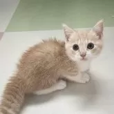 マンチカン(短足)