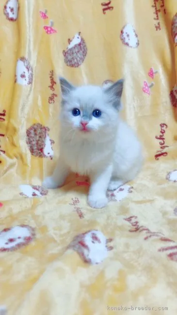 ID:2203-00192の子猫