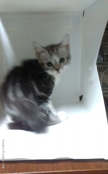 ID：1908-00738の子猫