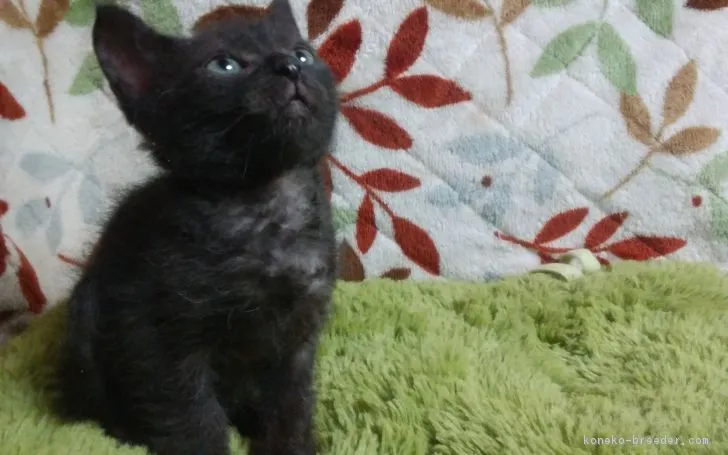 にゃんこラブ🖤 様のお迎えした子猫