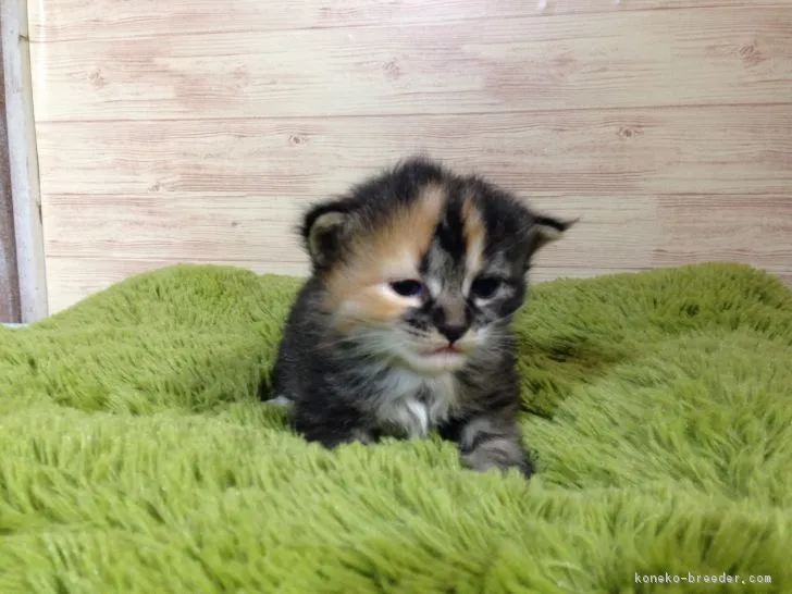 ID:1803-01467の子猫
