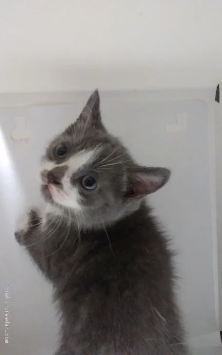 ID:1908-00739の子猫