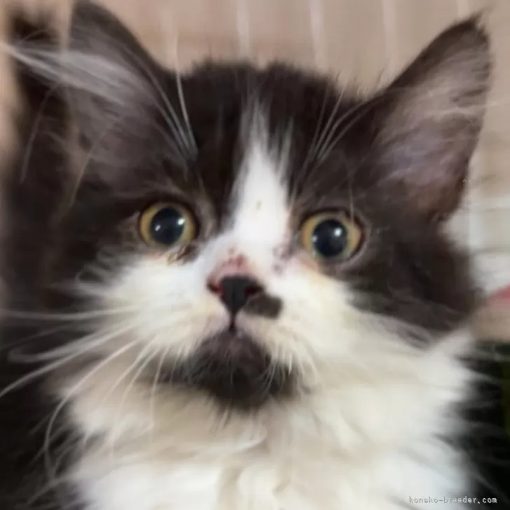 ID:2404-01226の子猫