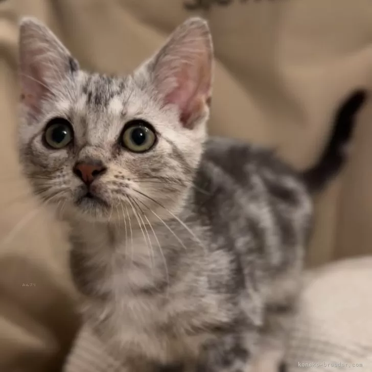 ID：2403-02352の子猫