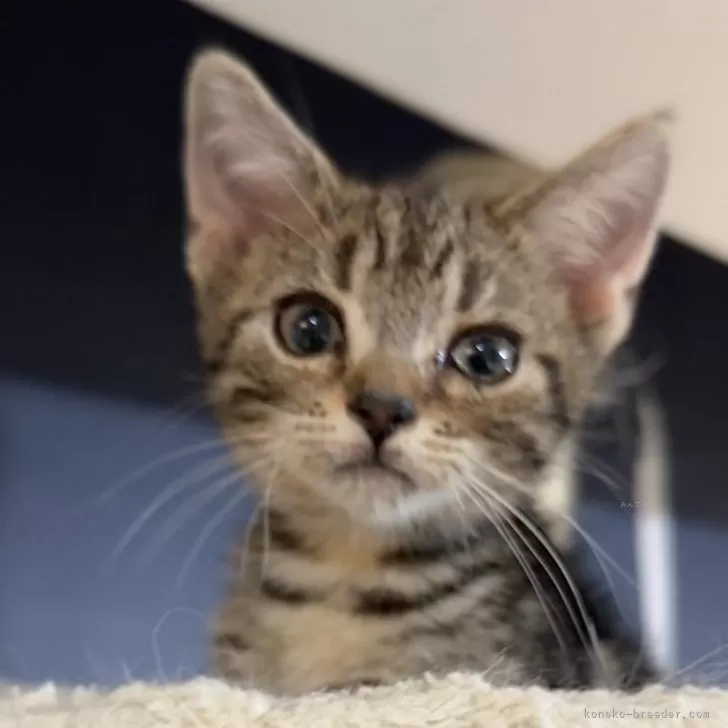 るじゃび 様のお迎えした子猫