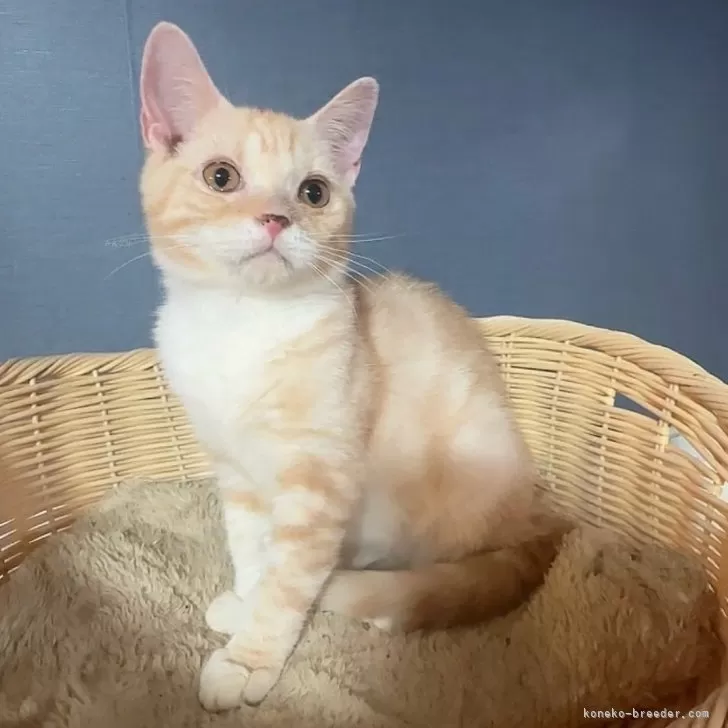 ID:2410-02502の子猫