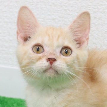 マンチカン(長足)【東京都・男の子・2024年8月16日・クリームタビー】の写真「顔の横で寝ます❤️」