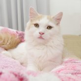 サイベリアン