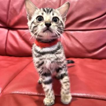 宮崎県の子猫を探す ブリーダー直販の子猫販売 みんなの子猫ブリーダー