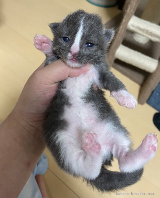 澤田愛里ブリーダーのブログ：すくすく成長中🐈‍⬛❤️