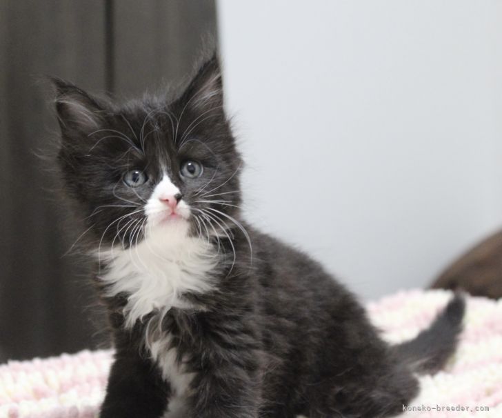 メインクーン 京都府 女の子 21年5月1日 ブラック ホワイト ソックスを履いた可愛い 女の子 みんなの子猫ブリーダー 子猫id 2105