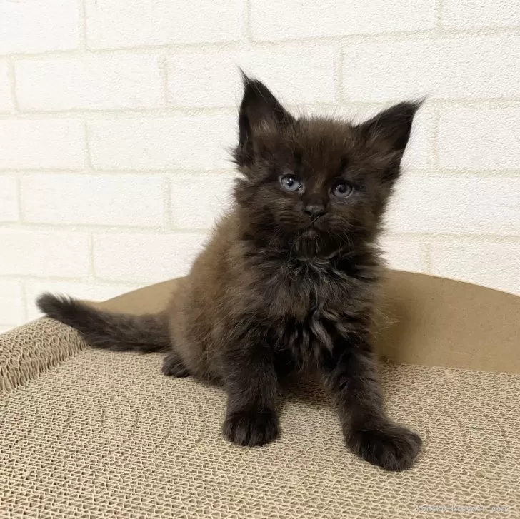 マリス 様のお迎えした子猫