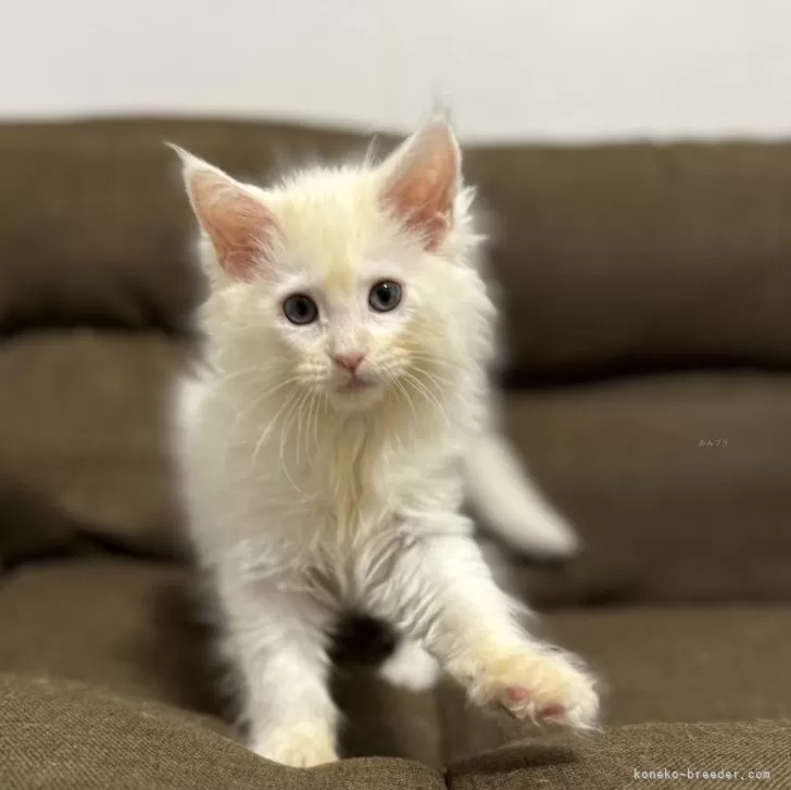 ID:2403-02587の子猫