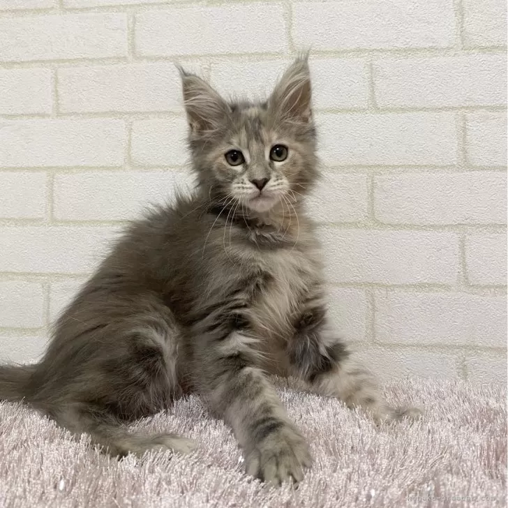 ID:2407-00820の子猫