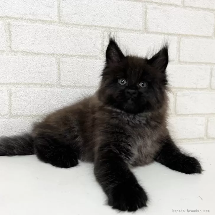 ID:2403-00108の子猫