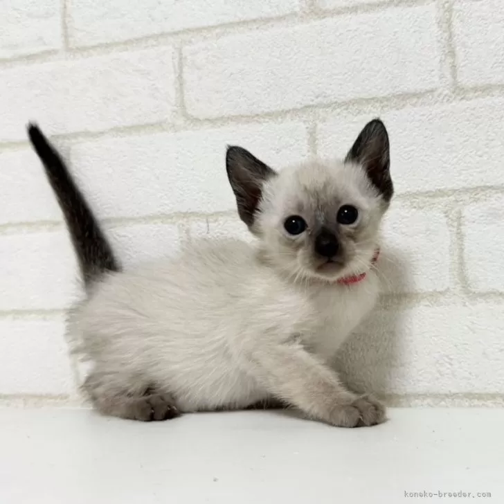 ID:2404-02511の子猫