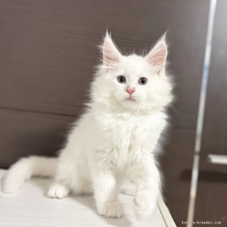 ID:2504-00227の子猫