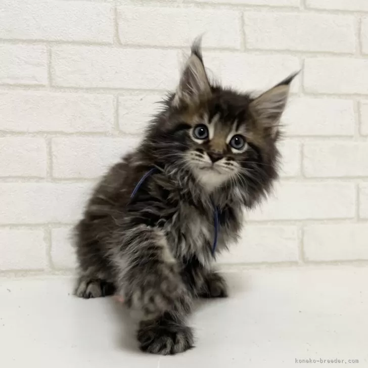ID:2504-01013の子猫