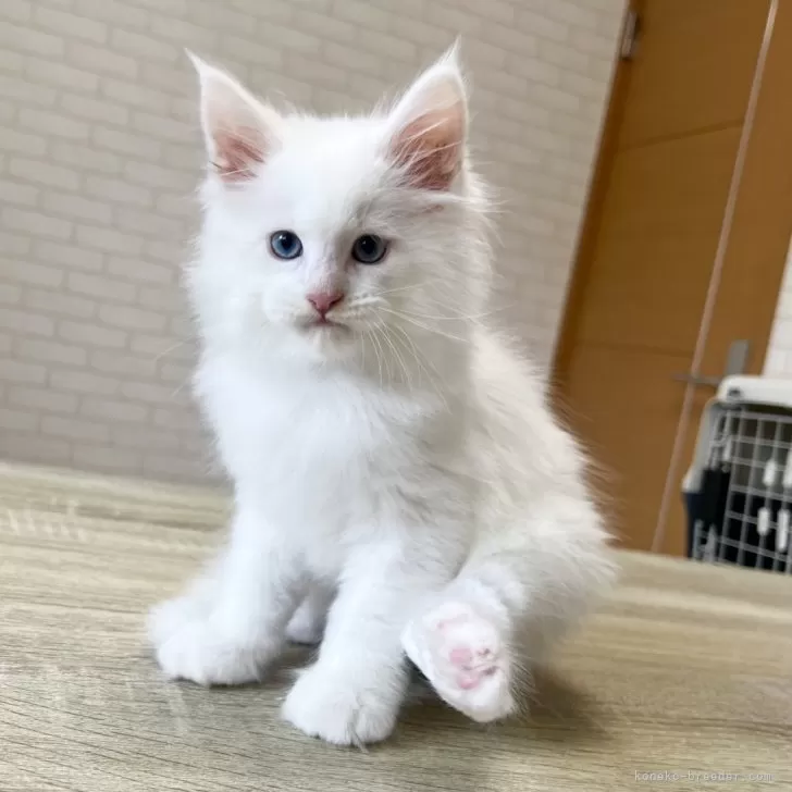 ID:2504-00224の子猫
