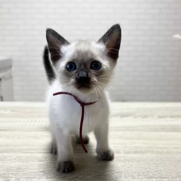 ID:2503-00048の子猫