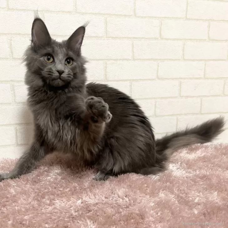 ID:2408-02769の子猫