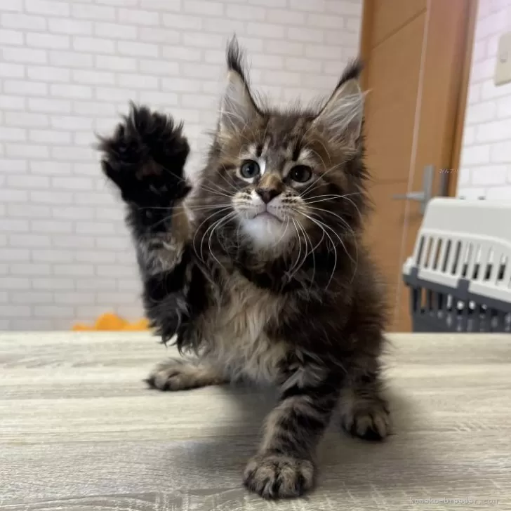 たろうくん 様のお迎えした子猫