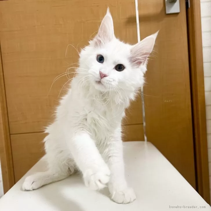 ID:2501-01095の子猫