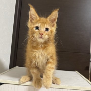 メインクーン【京都府・男の子・2025年8月12日・レッドタビー】の写真「ルシファーBaby/4匹兄妹」