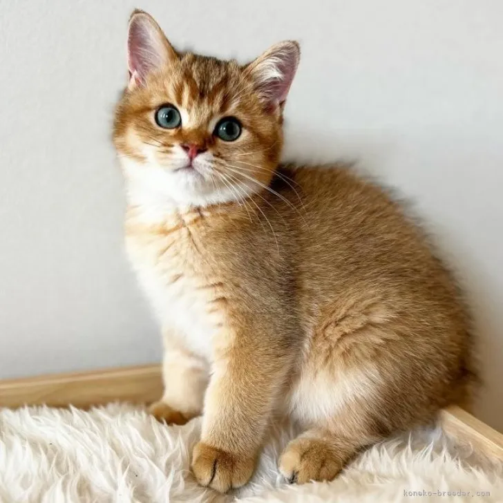 ID:2308-01838の子猫