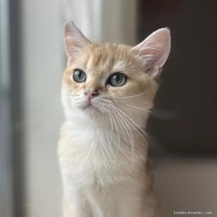 ID:2406-02261の子猫