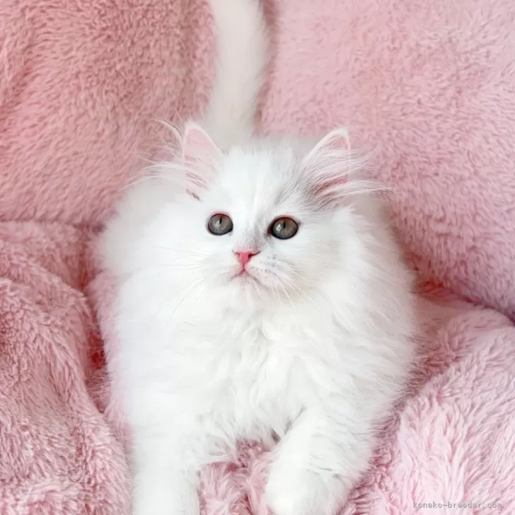 ID:2502-01398の子猫